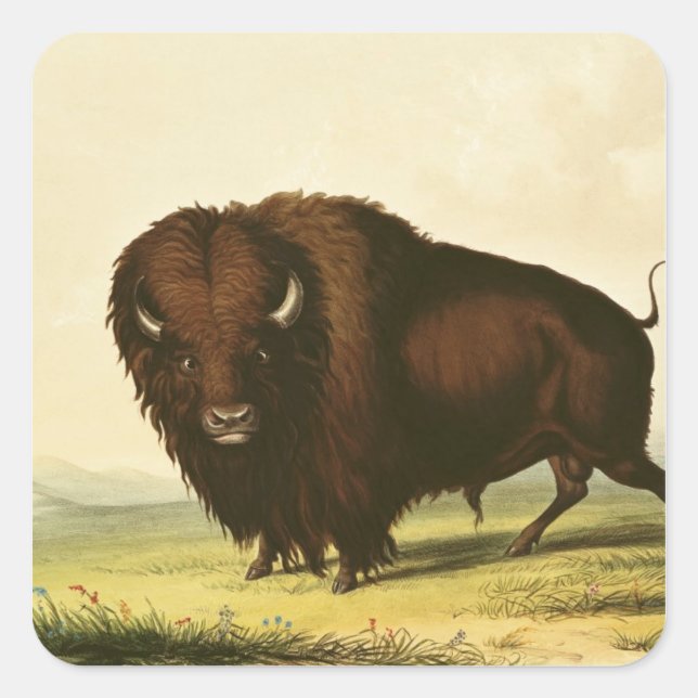 Sticker Carré A Bison, vers 1832 (Devant)