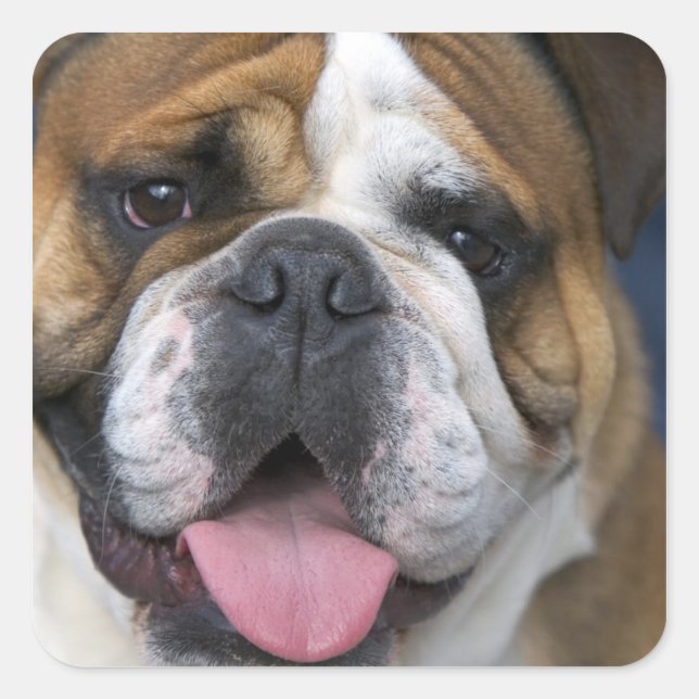 Sticker Carré A English bulldog en Belgique. (Devant)