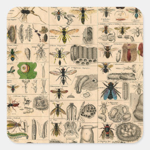 Sticker Carré Abeille Insecte Bug Wasp Nature Peinture des abeil
