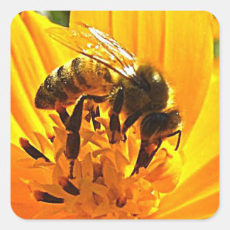 Sticker Carré Abeille sur une fleur