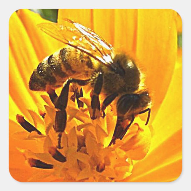 Sticker Carré Abeille sur une fleur (Devant)