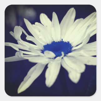 Sticker Carré Abstrait Daisy Blue Center Flower Art