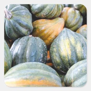 Sticker Carré Acorn Squash