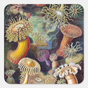 Sticker Carré Actiniae d'Ernst Haeckel