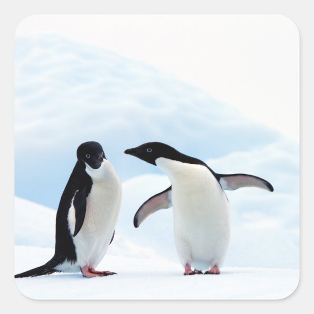 Sticker Carré Adelie Penguins (Devant)