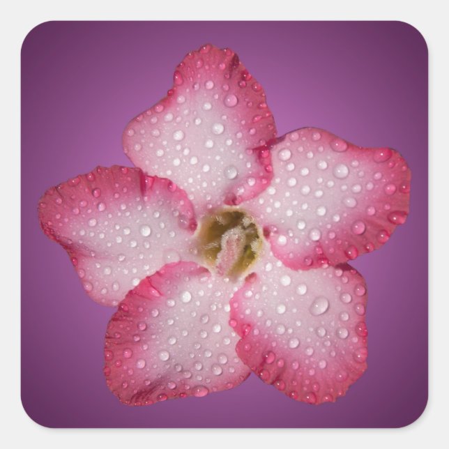 Sticker Carré Adénium Fleur Rose Flore Dégradé Violet (Devant)