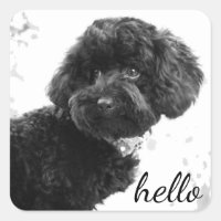 Adorable Ami/Black Poodle Chiot Bonjour