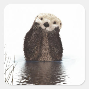 Sticker Carré adorable animal de loutre moelleuse mignonne
