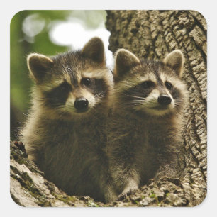 Sticker Carré adorable Bébé Raccoons Photo