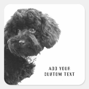 Sticker Carré ©Adorable Black Poodle Chiot Carré personnalisé St