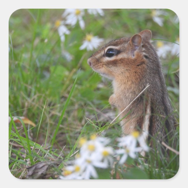Sticker Carré Adorable Chipmunk en fleurs (Devant)