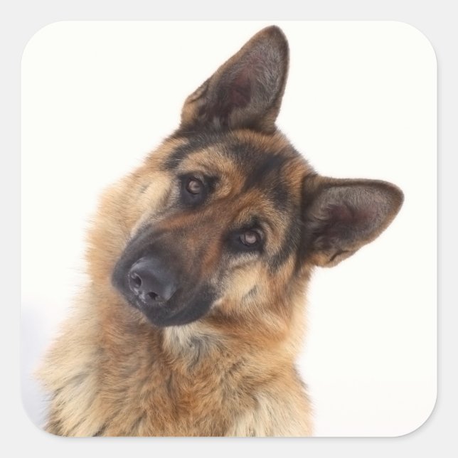 Sticker Carré Adorable funny german shepherd portrait (Devant)