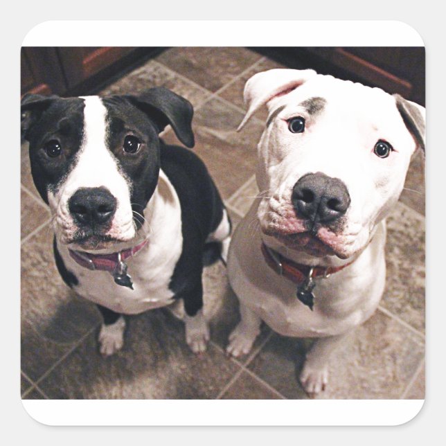 Sticker Carré adorables chiots pitbull chiens (Devant)