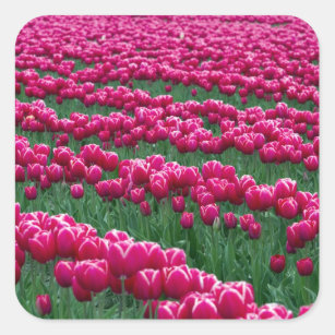 Sticker Carré Afficher le jardin des bulbes de tulipe à fleurs p