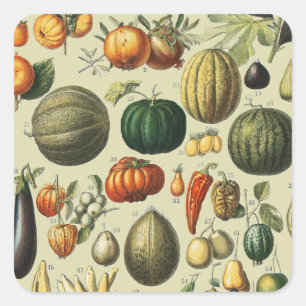 Sticker Carré Affiches de fruits botaniques vintage françaises