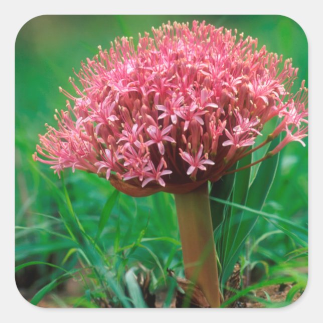 Sticker Carré African Lily (agapanthus praecox), Mala Mala (Devant)