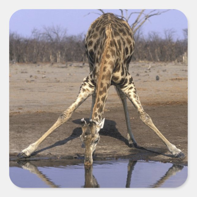 Sticker Carré Afrique, Botswana, Parc national de Chobe, Girafe (Devant)