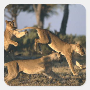 Sticker Carré Afrique, Botswana, Parc national de Chobe, Lionnes