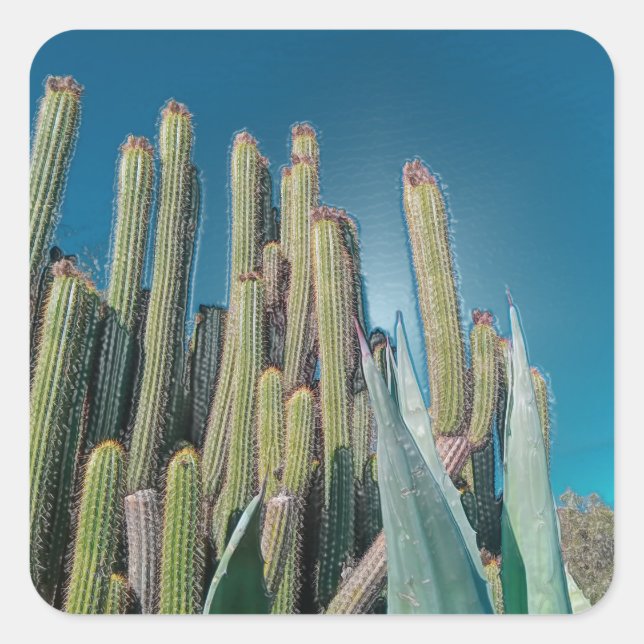 Sticker Carré Afrique Désert Cactus Plantes Prickly Pear (Devant)