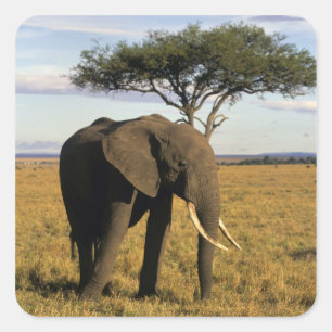 Sticker Carré Afrique, Kenya, Maasai Mara. Un éléphant dans le