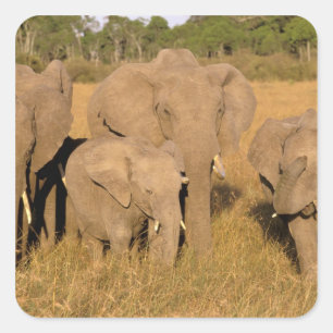 Sticker Carré Afrique, Kenya, Masai Mara. Éléphant d'Afrique