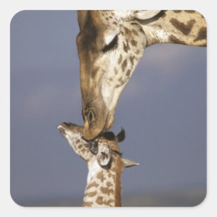 Sticker Carré Afrique, Kenya, Masai Mara. Girafes (Giraffa