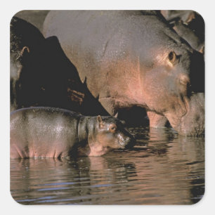 Sticker Carré Afrique, Kenya, Masai Mara. Hippopotames communs