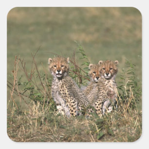 Sticker Carré Afrique; Kenya; Masai Mara; Trois oursons guépard