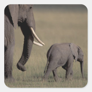 Sticker Carré Afrique, Kenya, Parc national d'Amboseli. Africain