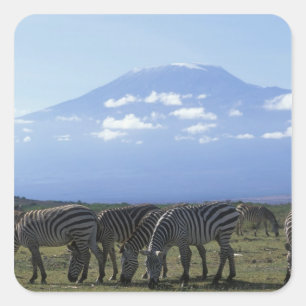 Sticker Carré Afrique, Kenya, Parc national d'Amboseli, Troupeau
