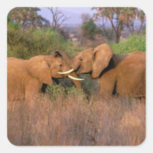 Sticker Carré Afrique, Kenya, Samburu. Défi des éléphants