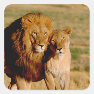 Sticker Carré Afrique, Namibie, Okonjima. Lion & lionne