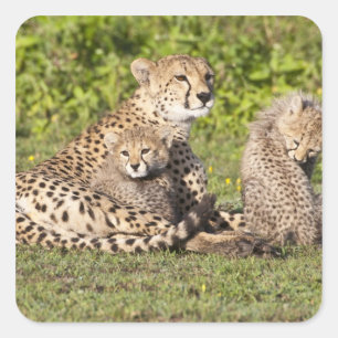 Sticker Carré Afrique. Tanzanie. Cheetah mère et petits 2