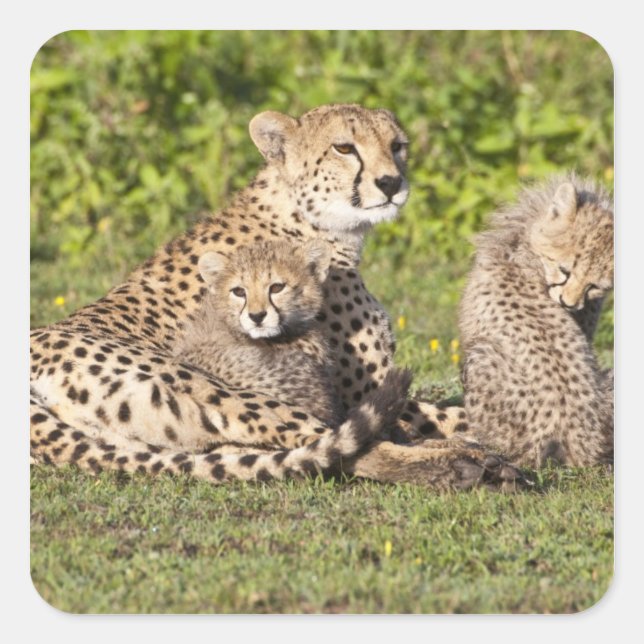 Sticker Carré Afrique. Tanzanie. Guépard mère et petits 2 (Devant)