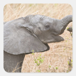 Sticker Carré Afrique. Tanzanie. Jeune éléphant à Tarangire