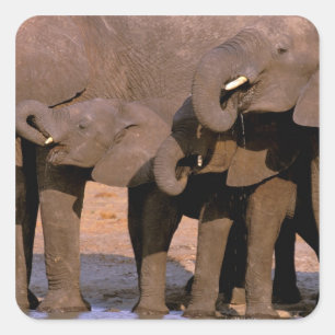 Sticker Carré Afrique, Tanzanie, Parc national de Tarangire.