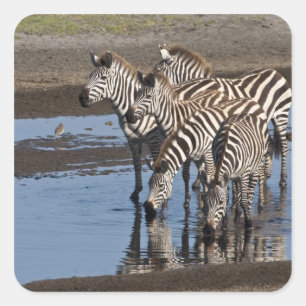 Sticker Carré Afrique. Tanzanie. Zèbres buvant à Ndutu