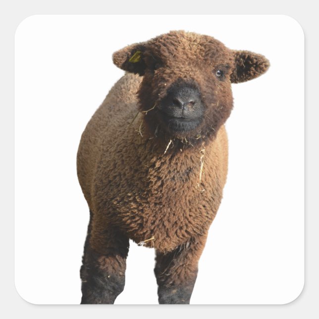 Sticker Carré Agneau noir mignon Babydoll (Devant)