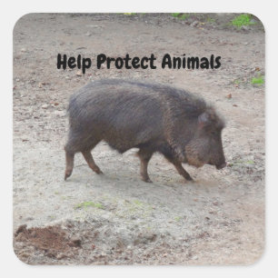 Sticker Carré Aidez à protéger les animaux Peccaire Chacoan #2 S