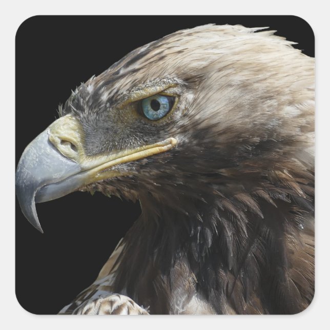 Sticker Carré Aigle (Devant)