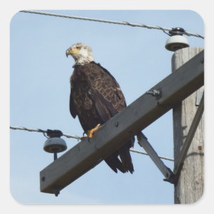 Sticker Carré Aigle