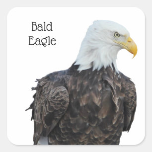 Sticker Carré Aigle de Bald