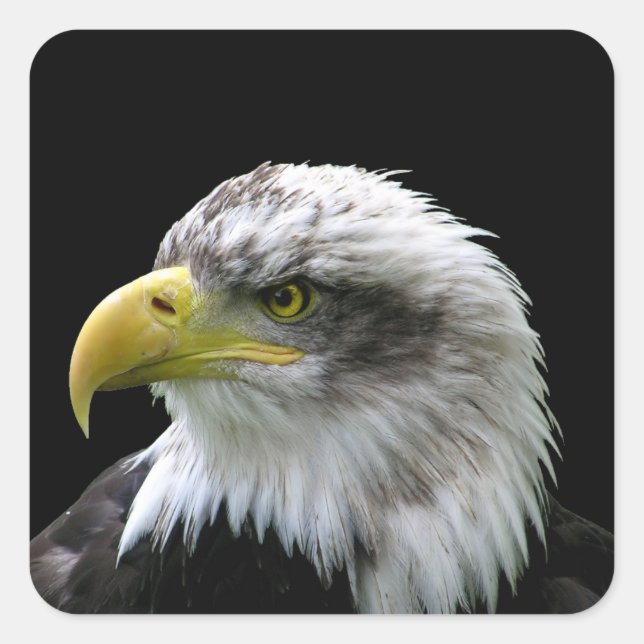 Sticker Carré Aigle de Bald (Devant)