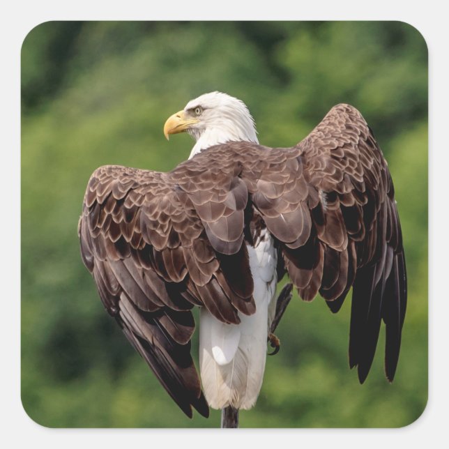 Sticker Carré Aigle de Bald sur une branche (Devant)