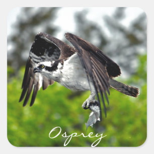 Sticker Carré Aigle du poisson volant Osprey Nature Photographie
