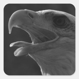 Sticker Carré Aigle noir et blanc
