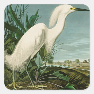 Sticker Carré Aigrette neigeuse d'Audubon oiseau Héron blanc orn