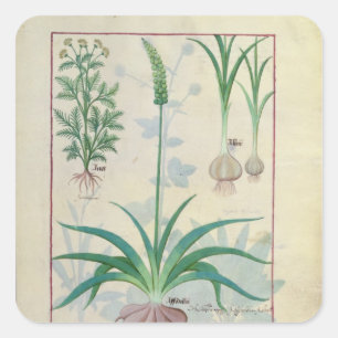 Sticker Carré Ail et autres plantes