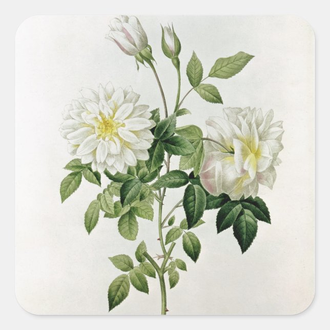 Sticker Carré Aime Vibere gravée par Eustache Hyacinthe (Devant)