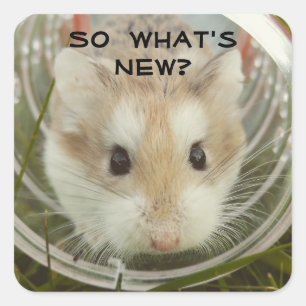 Sticker Carré Ainsi ce qui est nouveau hamster